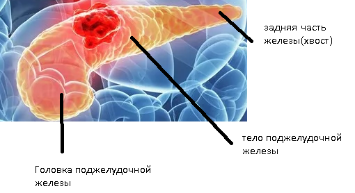 поджелудочная железа