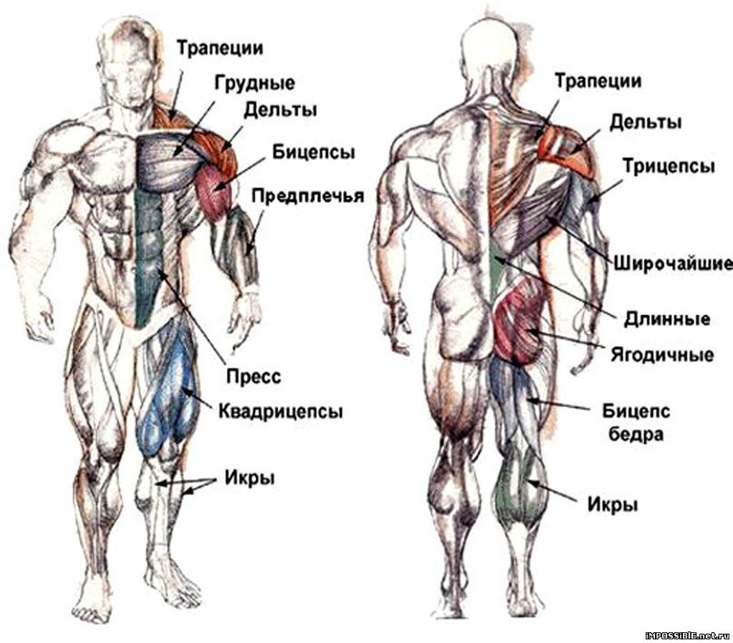 Плодотворная вечерняя тренировка для мужчин за 40. Общеукрепляющий комплекс из 7 упражнений с собственным весом.