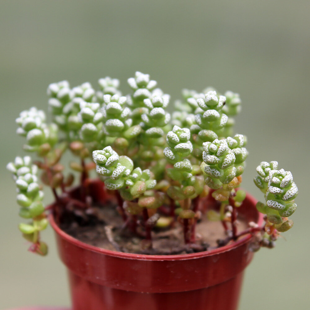 Толстянка зонтичная Crassula Umbella