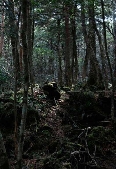 Заросли Аокигахара 