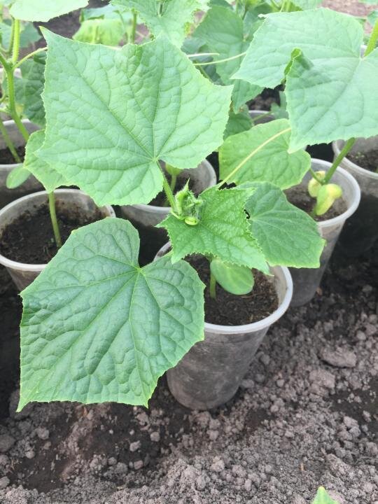 Фото взято с интернета