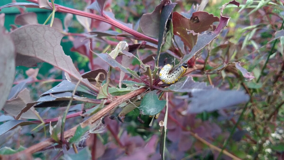 Барбарисовый пилильщик лакомится.