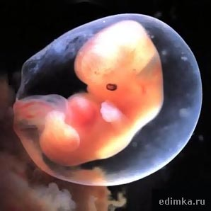 В строении эмбриона отчетливо просматриваются отростки – будущие ручки и ножки плода. И даже видны бугорки на месте роста пальцев. 