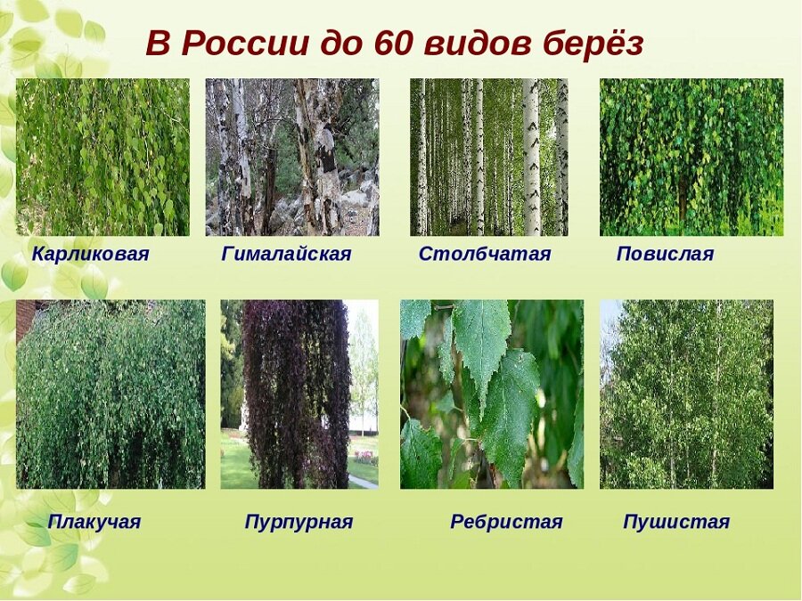 Береза какой форме. Разновидности березы. Берёза виды и сорта. Виды берёз в России. Виды бере.