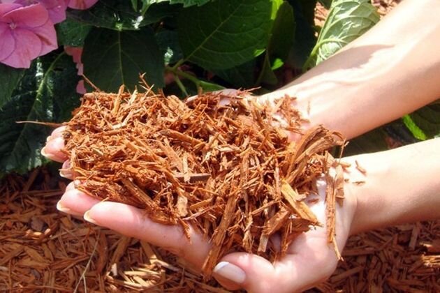 Сейчас мульчирование стало очень  популярно среди дачников. О пользе мульчирования можно говорить долго, но с какими недостатками может столкнуться садовод при выборе данного ухода за почвой?