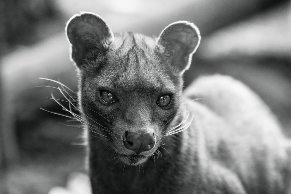 https://pickupimage.com/download-photos/Fossa---Cryptoprocta-ferox/2343177