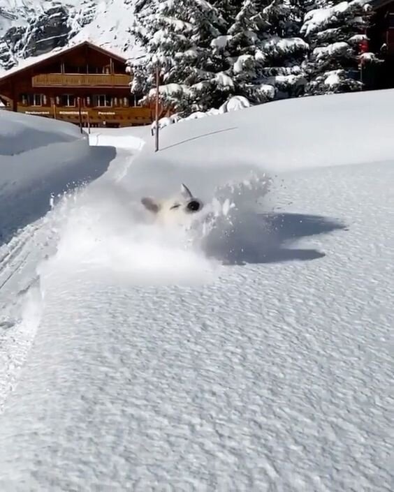 Фото из интернета: https://www.pinterest.ru/pin/314126142763861220/