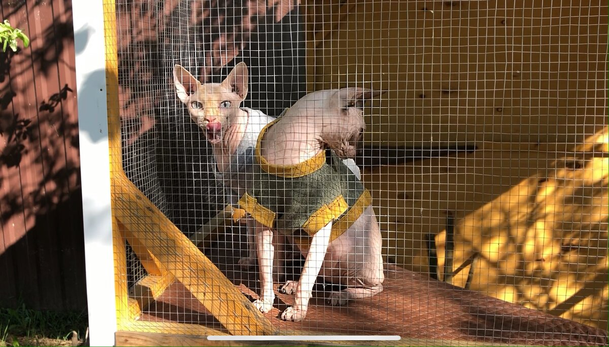 '' мммм, какая вкусная паутинка'' - Мартин