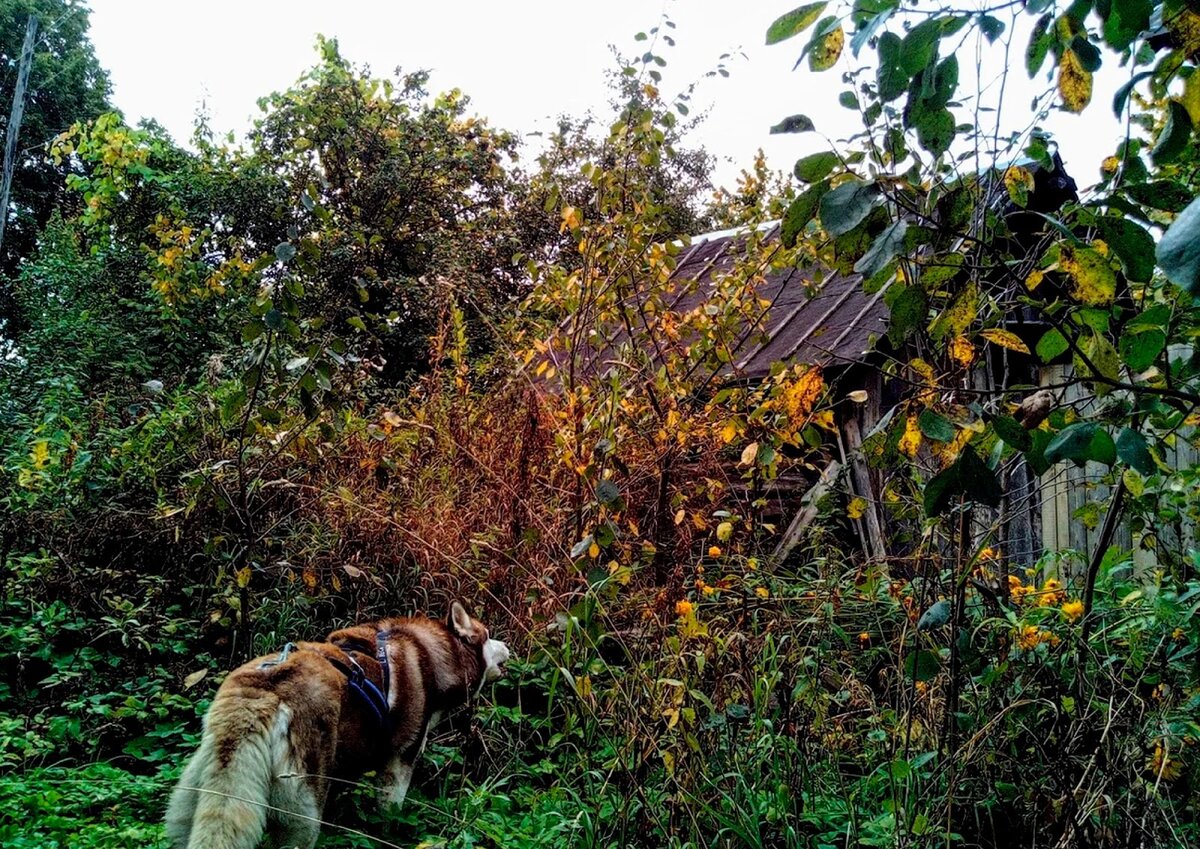 Мы с собакой на прогулке заглянули в сад за яблочком