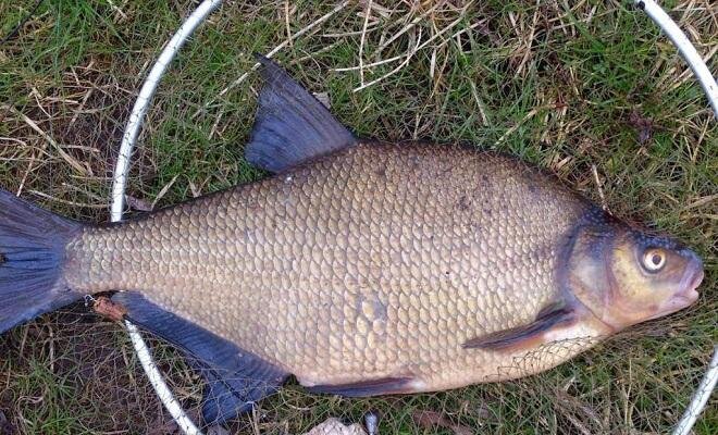 Фото: Яндекс.Картинки 