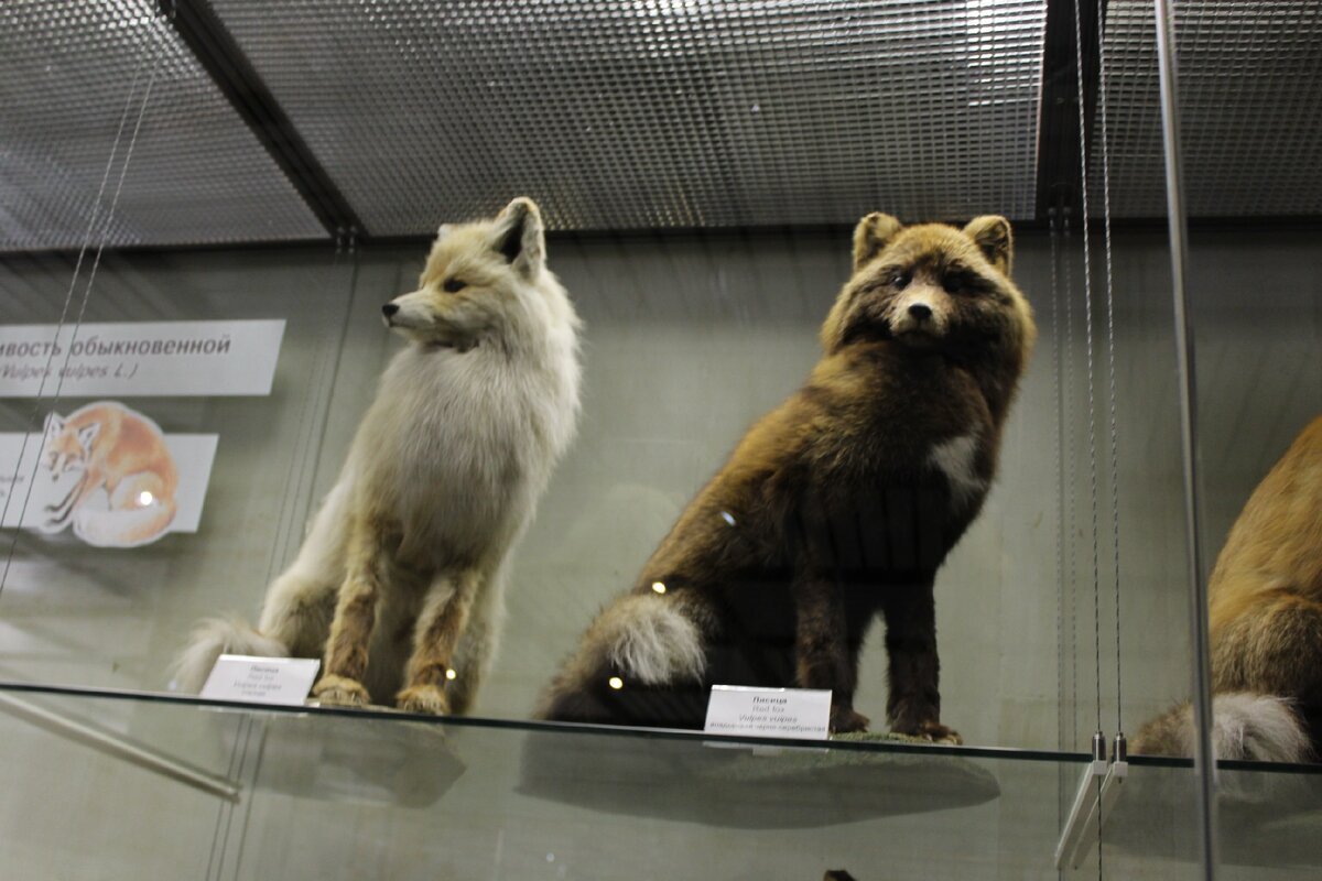 Дарвиновский музей