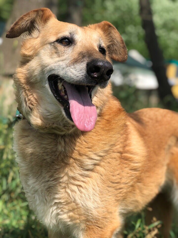 Конечно, если поставить рядом на чашу весов жизнь на улице, то Боня вряд ли в августе справляла свои 12 лет! 