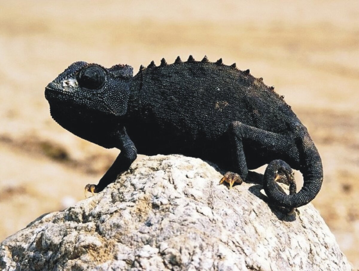 Черный хамелеон