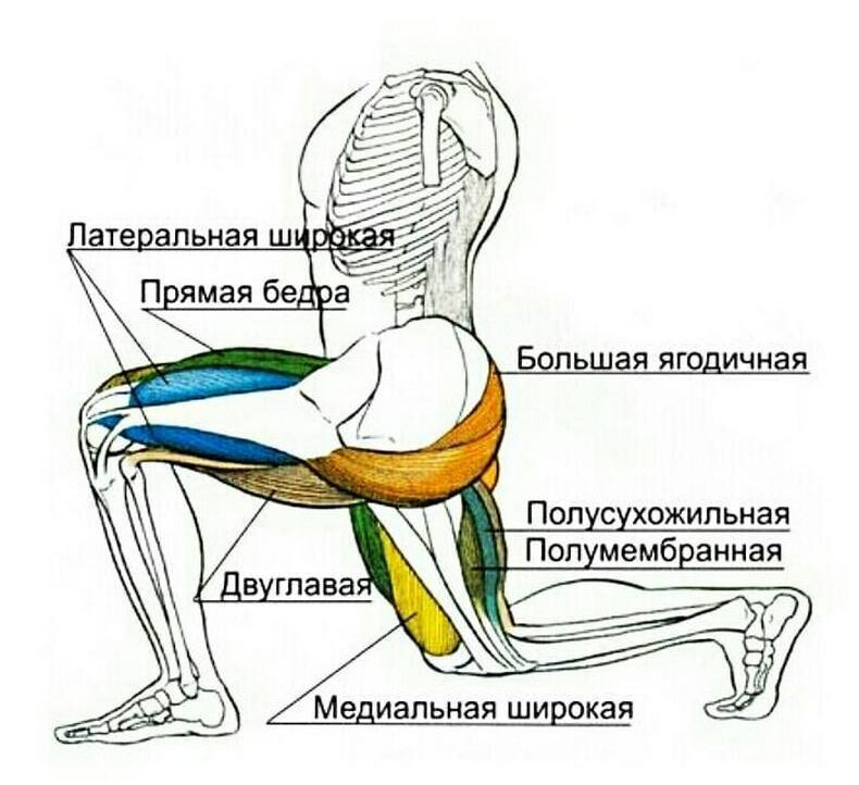 Лучшее упражнение на тренировку ног дома. Программа тренировки ног базовыми выпадами.