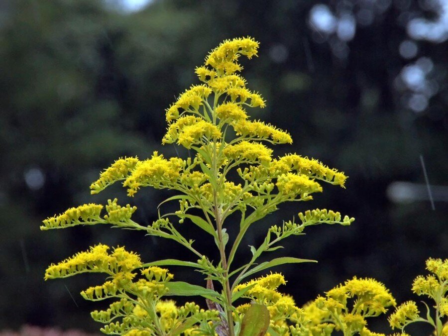 Solidago gigantea