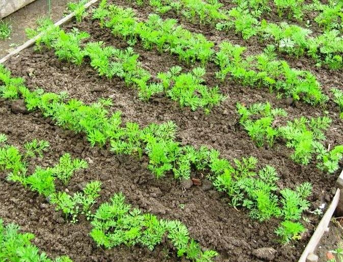 Выращивание моркови