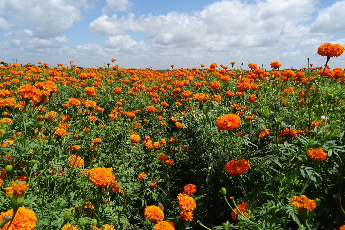 Оранжевые цветы бархатцы