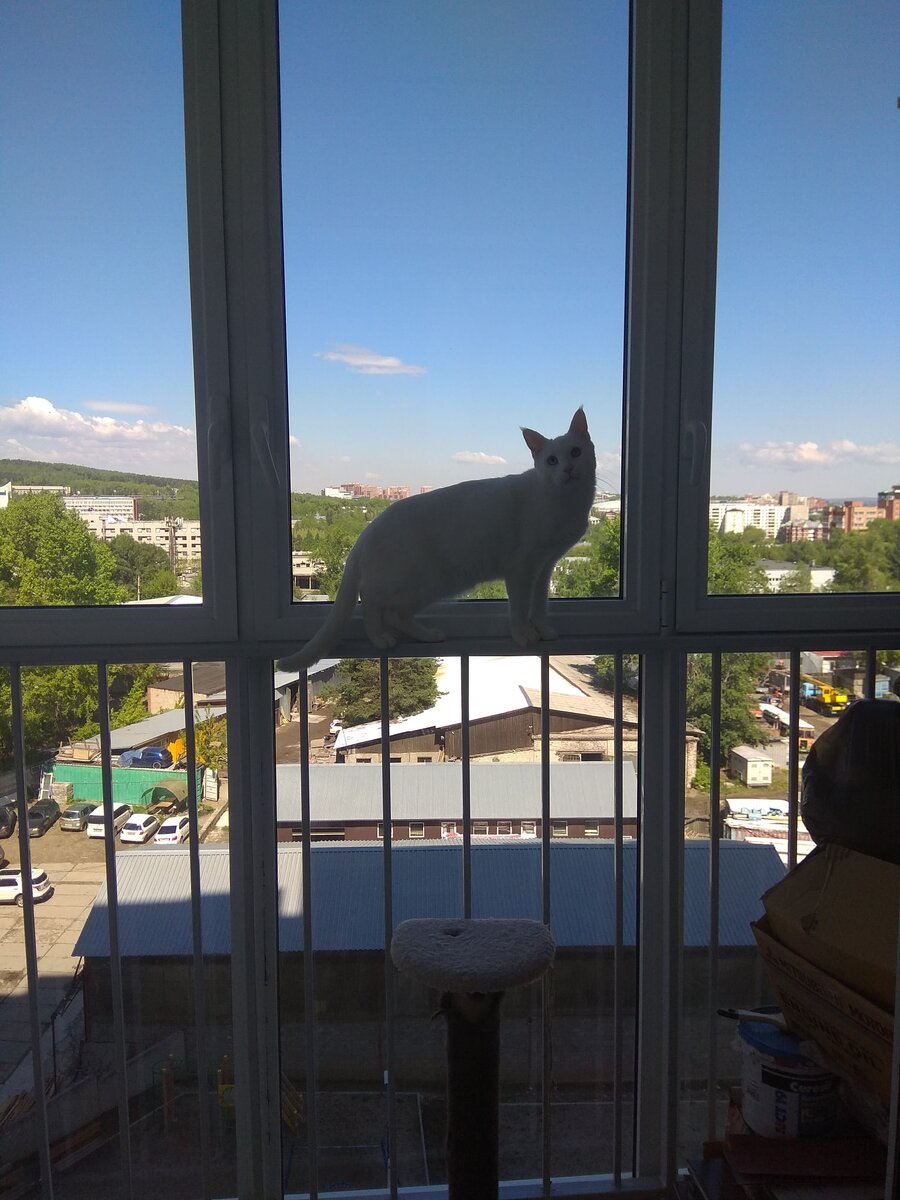 "ОЙ! ты что подглядываешь! я тут в окошко смотрю"