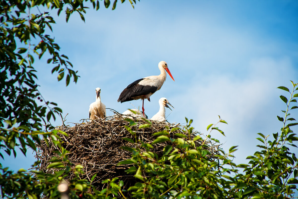 Журавли селятся каждый год прям над крышей дома бабушки и дедушки))