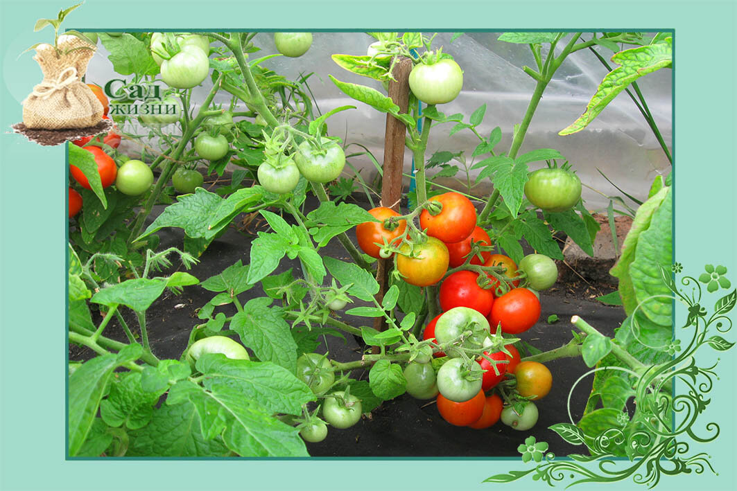 Что сделать, чтобы плодов на кусте томата было больше?