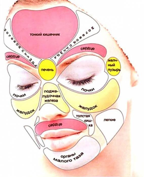 
Лицо поделено на условные зоны, отвечающие за различные органы