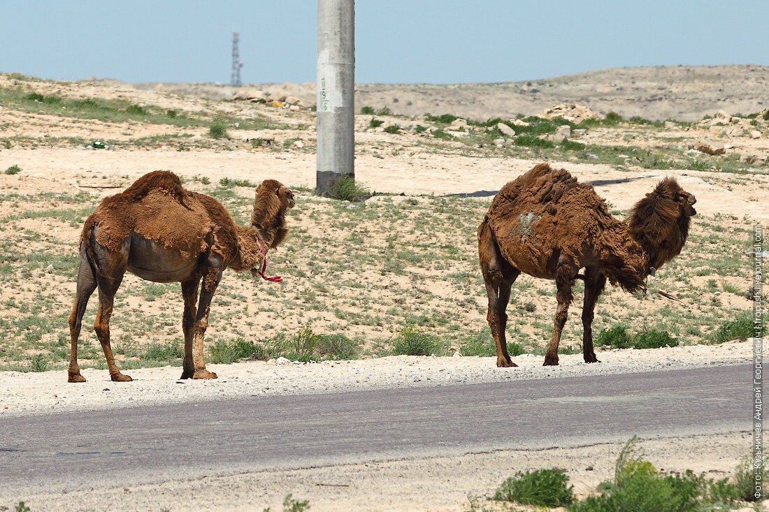одногорбые верблюды в казахстане. казахстан ферма верблюда. казахский бактриан. дикий верблюд пржевальского. есть ли верблюды в казахстане.