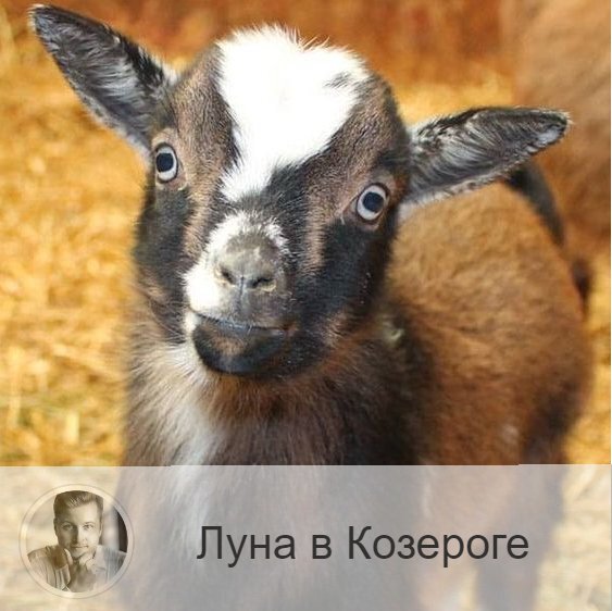 Луна в знаке зодиака Козерог с 14:58 31-ого по 21:11 2-ого. 👥 С переходом Луны в знак Козерога люди становятся спокойнее, сдержаннее, более скупыми на эмоции. Зато в это время возрастает чувство долга, ответственности, чести и дисциплины. Наше внимание обращено на материальную составляющую жизни. Мы уделяем больше внимания сохранению своей репутации, поддержанию престижа. К новому отношение настороженное, больше ценится деловитость и надежность.
✅ Подходит для умственной и научной работы. Период удачен для строительства, планирования расходов, решения организационных и производственных вопросов, для будничных и хозяйственных дел, улучшения взаимоотношений со старшими по званию.
❌ Не самое лучшее время для дел, в них часто возникают препятствия и ограничения. В денежных вопросах возможны убытки и задержки. На работе могут быть промахи и ошибки, задержки и сбои.
❤️ В отношениях возможно охлаждение и отстраненность.
💊 Возрастает вероятность простуд. Становятся уязвимыми кости.

—————
🔭 Узнай своё будущее → numeromagic.ru/uslugi