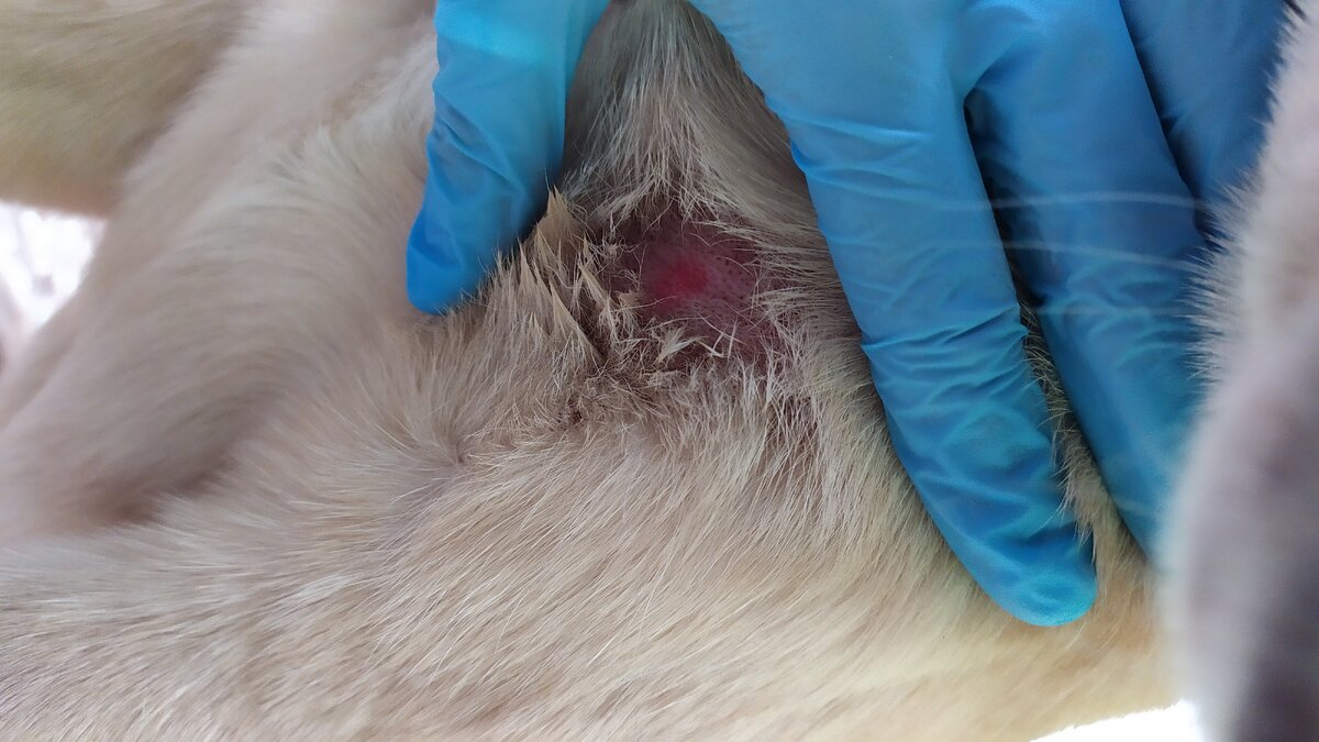 Проявление Демодекоза на коже собаки. 