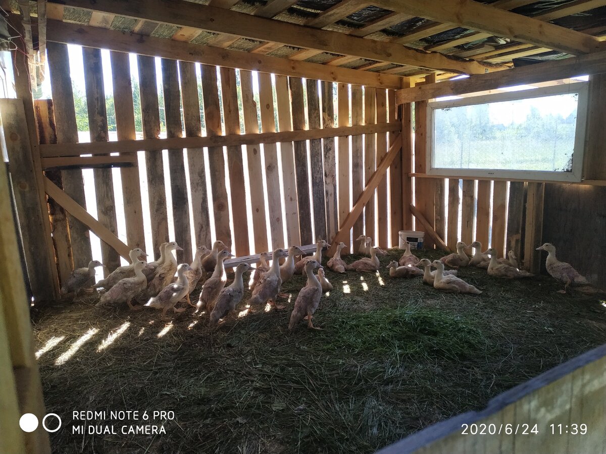 наши муларды