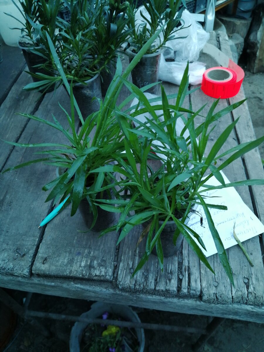 Рассада гвоздики ампельной 