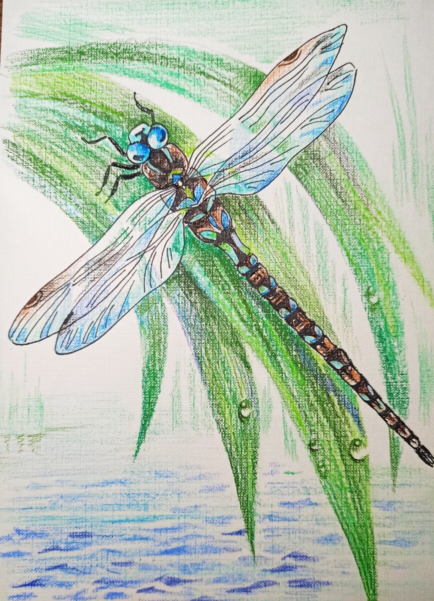 Стрекозы селятся вблизи водоемов, а их личинки проводят все время в воде.