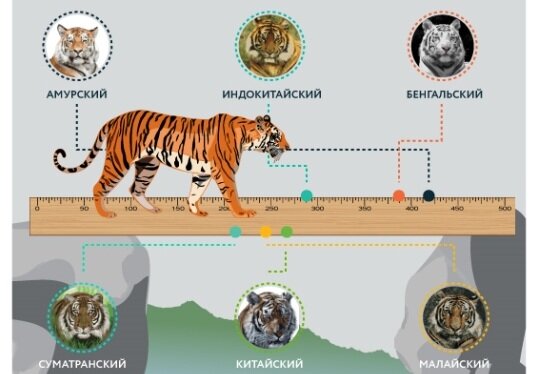 Подвиды тигров картинки с подписями