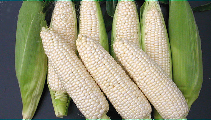 Кукуруза Белоснежка: описание сорта, характеристики, посадка и выращивание, отзывы