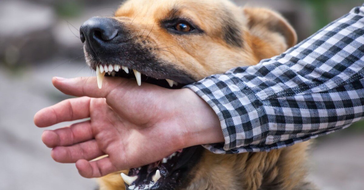 Агрессивное поведение также имеет негативные последствия для домашних животных, иногда приводя к тому, что владелец бросает домашнее животное или даже его усыпляют. 
По словам ветеринарного бихевиориста  владельцы могут предпринять шаги, чтобы предотвратить развитие агрессивного поведения, социализируя щенков и котят в молодом возрасте. Когда домашнее животное проявляет агрессивное поведение, его владелец может видеть, что выражение лица и язык тела животного отличаются от его нормального поведения, и животное может издавать звуки.

Бихевиористы выделили разные категории агрессии у кошек и собак. Для кошек эти категории - это игра, ласки, связанные со страхом или тревогой, перенаправленная агрессия и агрессия между кошками. Для собак категории включают игровую, хищную и аффективную (связанную с негативным эмоциональным состоянием) агрессию.

Игровая и хищническая агрессия считается неэмоциональной, - в то время как большинство других форм агрессии называются аффективными, что означает, что поведение является результатом разочарования или угрозы. Агрессия у кошек и собак чаще всего вызывается негативными эмоциональными состояниями и тревогой.

Аффективную агрессию можно далее разделить на конфликтную агрессию (это агрессивное поведение по отношению к ближайшим родственникам животного), охрану ресурсов, основанную на страхе, территориальную агрессию и агрессию между собаками.

Если домашнее животное постоянно агрессивно по отношению к людям или другим животным в доме, тщательное обследование ветеринаром может помочь решить проблему. Как и в случае с любой поведенческой проблемой, очень важна подробная история. Объяснение ветеринару того, как выглядит поведение, интенсивности и частоты, языка тела животного и того, как прогрессирует проблема, поможет ветеринару лучше понять агрессию животного и возможные причины ее.

Обычно проводятся тщательный медицинский осмотр, общий анализ крови, химический анализ и анализ мочи, чтобы определить, есть ли какие-либо проблемы со здоровьем, которые могут способствовать поведению.

Важно понимать, что агрессия у животных - это то, что можно контролировать но вылечить невозможно. Даже несмотря на то, что лекарства нет, контроль может значительно улучшить ситуацию.

Есть несколько подходов к лечению агрессивного поведения у кошек и собак. Рекомендуется  такие методы, построение отношений с помощью тренировок с позитивным подкреплением и постоянных взаимодействий для поддержания связи между человеком и животным, изменение поведения и прием лекарств. Лекарства могут быть показаны, если животное сильно тревожно и / или не может избежать воздействия раздражителя, провоцирующего агрессивное поведение. Ветеринар должен определить, следует ли животному принимать лекарства от агрессии.

Можно ли управлять агрессивным поведением в достаточной степени, чтобы держать животное в качестве домашнего питомца, зависит от многих переменных, включая присутствие маленьких детей в доме, множественные формы агрессии у домашнего животного и множество ситуаций, которые вызывают агрессивное поведение.

В идеале владельцы предпримут шаги, чтобы не допустить развития агрессивного поведения у домашних животных. Доктора рекомендуют социализировать щенков и котят в молодом возрасте и использовать методы обучения, основанные на вознаграждении. Обучение, основанное на вознаграждении, может помочь научить животных тому, какое поведение желательно, и укрепит их отношения с хозяевами.

Будьте последовательны и добры в общении с животными и при обеспечении соблюдения правил. Самое главное, всегда контролируйте взаимодействие между маленькими детьми и домашними животными.

Чтобы узнать больше об агрессии домашних животных, обратитесь к ветеринару.