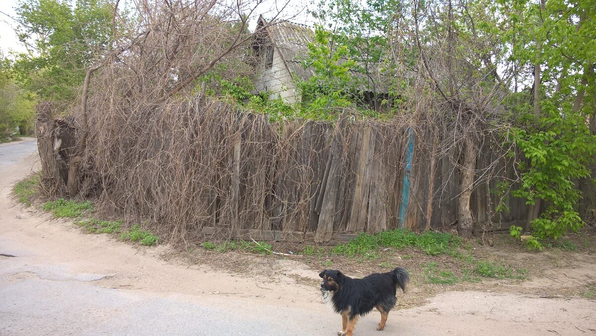 Бытовые проблемы  русской деревни глазами горожанки. Комфорт городского санузла против уличных удобств.