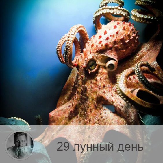 Подписывайтесь на наш канал, друзья!
29-ый лунный день с 06:22 14-ого по 07:59 15-ого. 🔆 Самый тяжелый день лунного месяца
🐙 Символ дня – спрут, гидра
🎂 Люди, рождённые в этот лунный день, сражаются и набивают шишки на протяжении всей жизни. Им необходима поддержка близких, терпении и упорство, а не надежда на удачу.
💍 Камни - черный жемчуг, опал, перламутр.
🌚 Этот день рекомендуется провести максимально тихо и спокойно. С данным периодом лунного цикла связан с царём Иродом, а символами являются спрут, осьминог и гидра. Это наиболее опасный день лунного месяца, в течение которого жизненная энергия очень слаба. Желательно, чтобы в течение тёмного времени этих суток в доме горели свечи, лучше — церковные. Избегайте негативных мыслей и случайных людей, даже мысленно не планируйте ничего, не начинайте новых дел, а перед сном обязательно примите  душ, представляя, как вода смывает с вас плохую энергетику! Держите под контролем свой разум.
✅ Рекомендуемые практики: смирение, активное противостояние негативным мыслям, защита.
Рекомендуется покаяние, пост и воздержание. Сегодня надо быть очень внимательным, трудности в этот день является благом. Это знак того, что вам показывает проблемы, над которыми надо поработать.
💊 В этот день обостряются психические заболевания и депрессивные состояния. Держите под контролем свой разум.
❌Запрещено: торопиться и разговаривать во время еды, уходить от дел.
Избегайте мутной воды и тумана. Очень опасно сегодня торопиться во время еды. Можно подавиться либо принять в себя негативную энергию. Нельзя за едой говорить, смотреть телевизор, слушать радио. Нельзя в этот день уходить от дел, а все начатое надо завершать.
⭕️Уязвимые органы: ягодицы, прямая кишка.
Сегодня нельзя делать уколы, противопоказаны процедуры с прямой кишкой.
⚠️ Знак:
Проблемы в этой области показывают, что у вас плохая защита.
💤 Сны этих суток могут быть неприятными, но они ничего не значат.

—————
Думаешь, как сложится судьба?
Олег Персидский знает ответ, переходи по ссылке ⇨ numeromagic.ru/uslugi