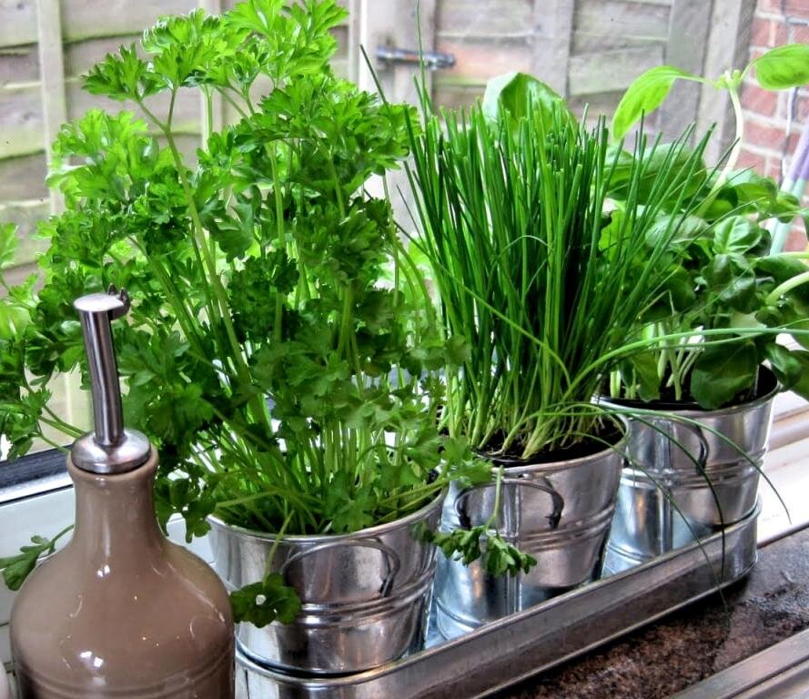 Ароматный кресс-салат: правила выращивания на подоконнике