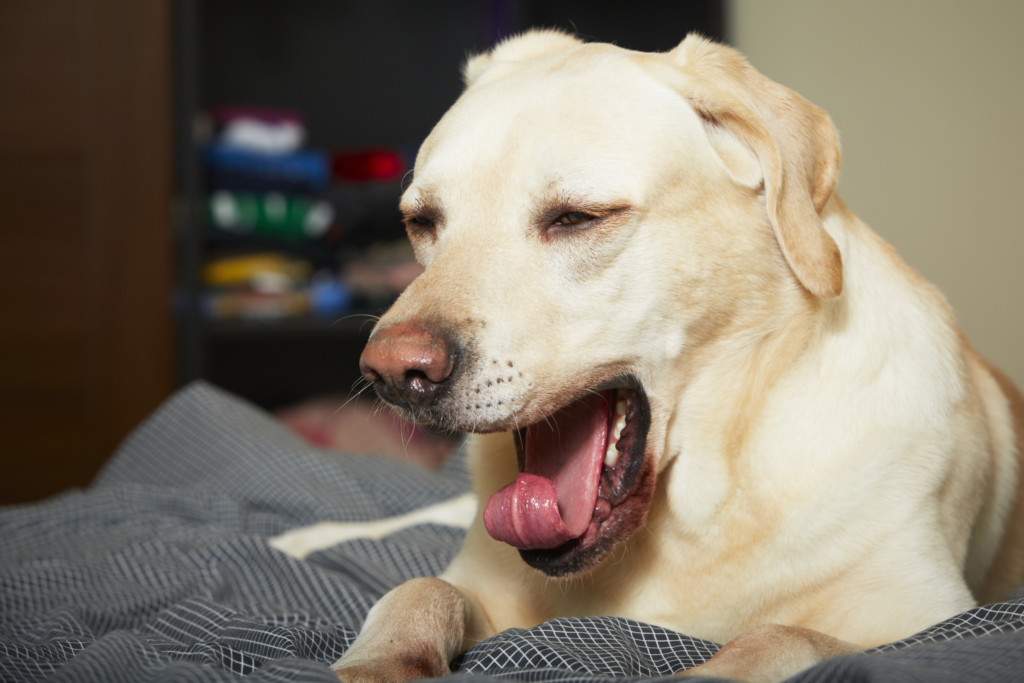 Собаки, особенно голодные, не особенно соблюдают правила застольного этикета. Они сопят и чавкаю, жадно поглощая любимый корм.