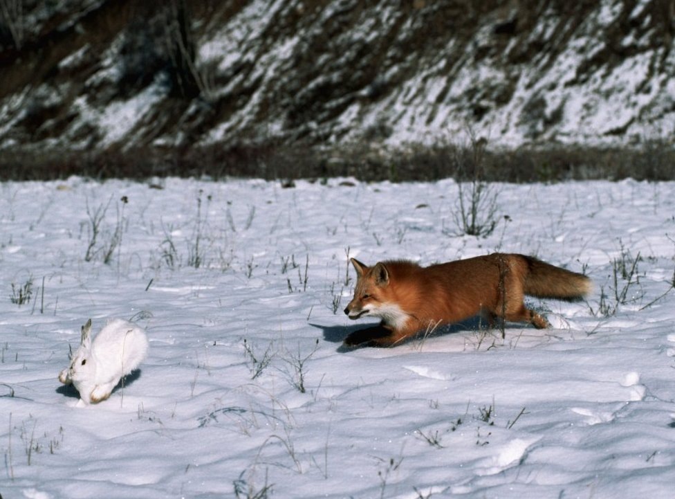 Фото из открытых источников.