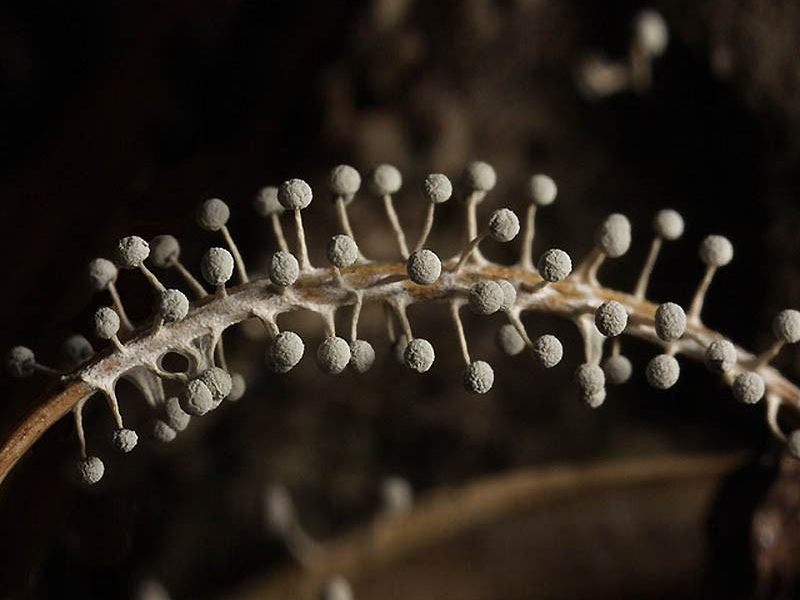 Патогенные грибы споры. Плесень макрофотографа Kim Fleming. Плесневые грибы. Микроскопические мицелиальные грибы.