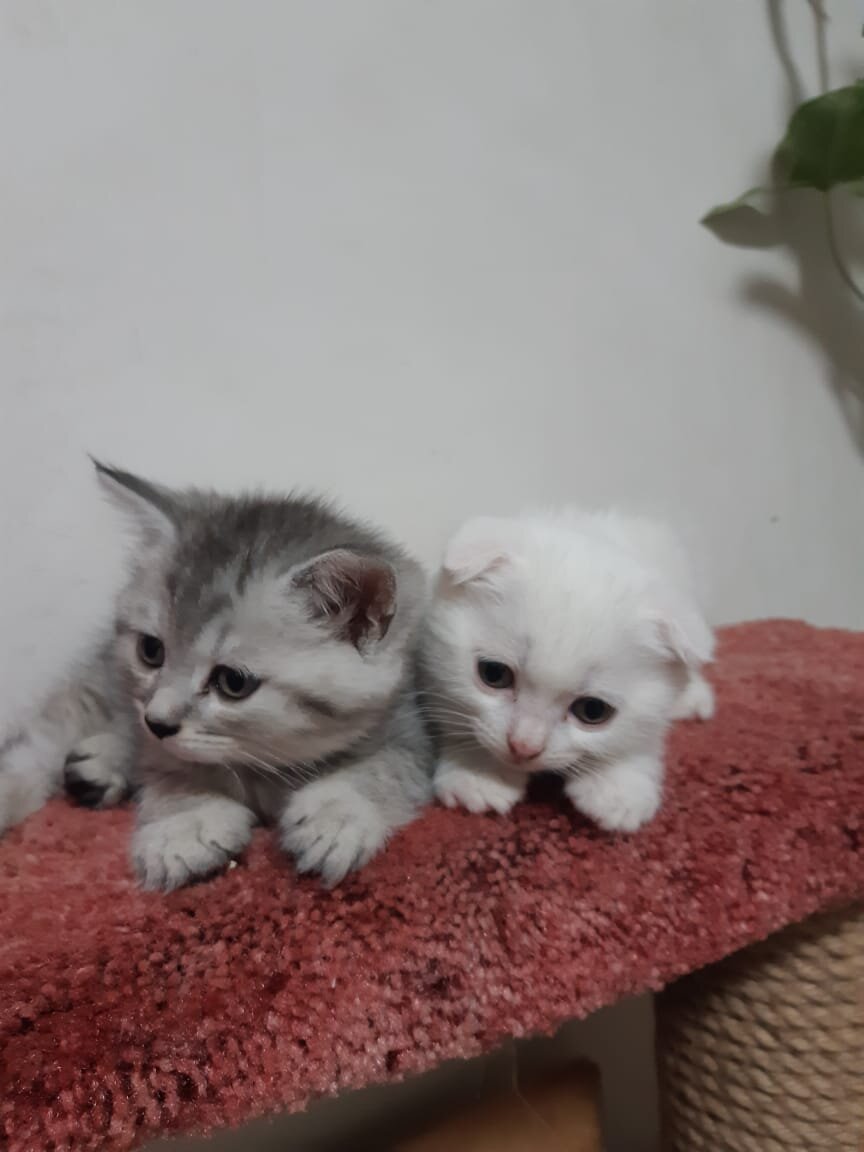 Малыш прямоухий Табби и вислоухий белый.