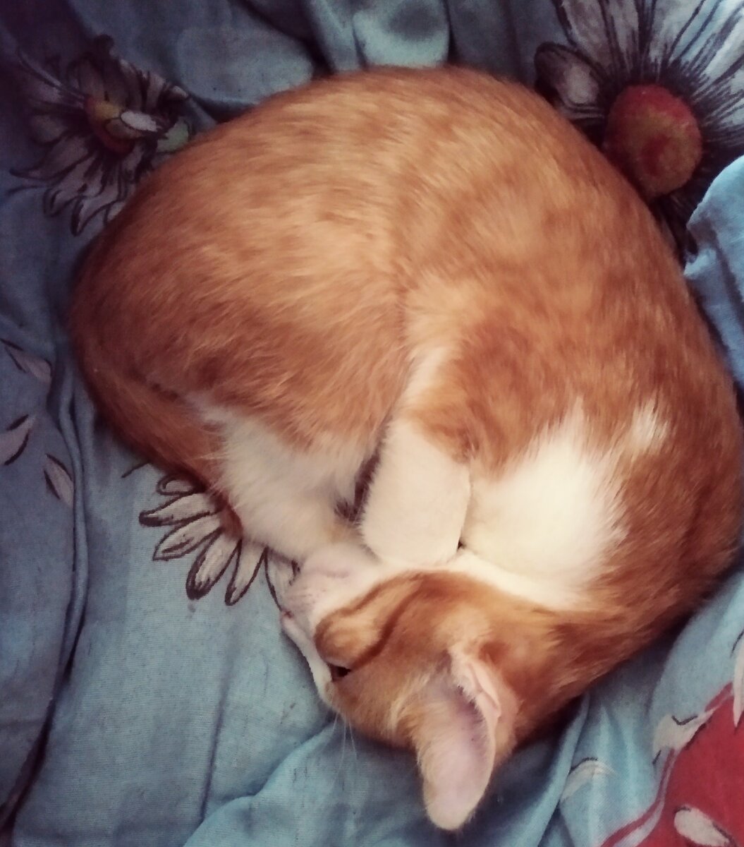 котенок постоянно спит