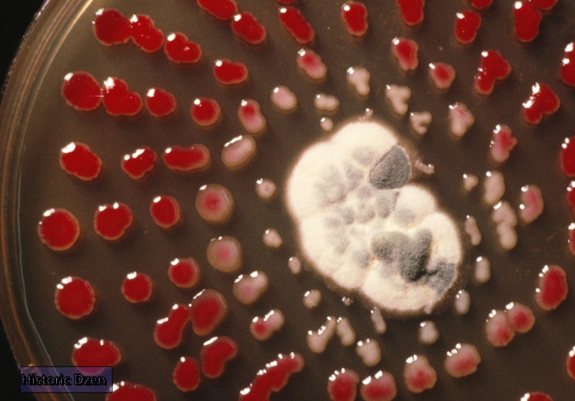 Penicillium