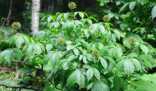 В корнях элеутерококка содержится множество полезных веществ, которые используются в медицинских целях. Источник фото: https://nastoytrav.ru