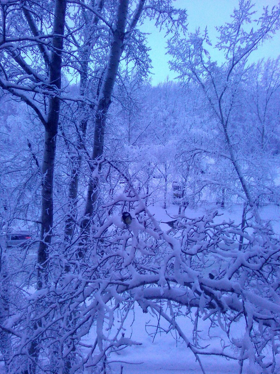 Это наша зимняя сказка за окном. Фото автора без фильтра