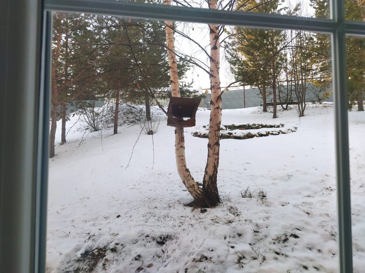 Чем попало птиц в кормушку не заманишь.