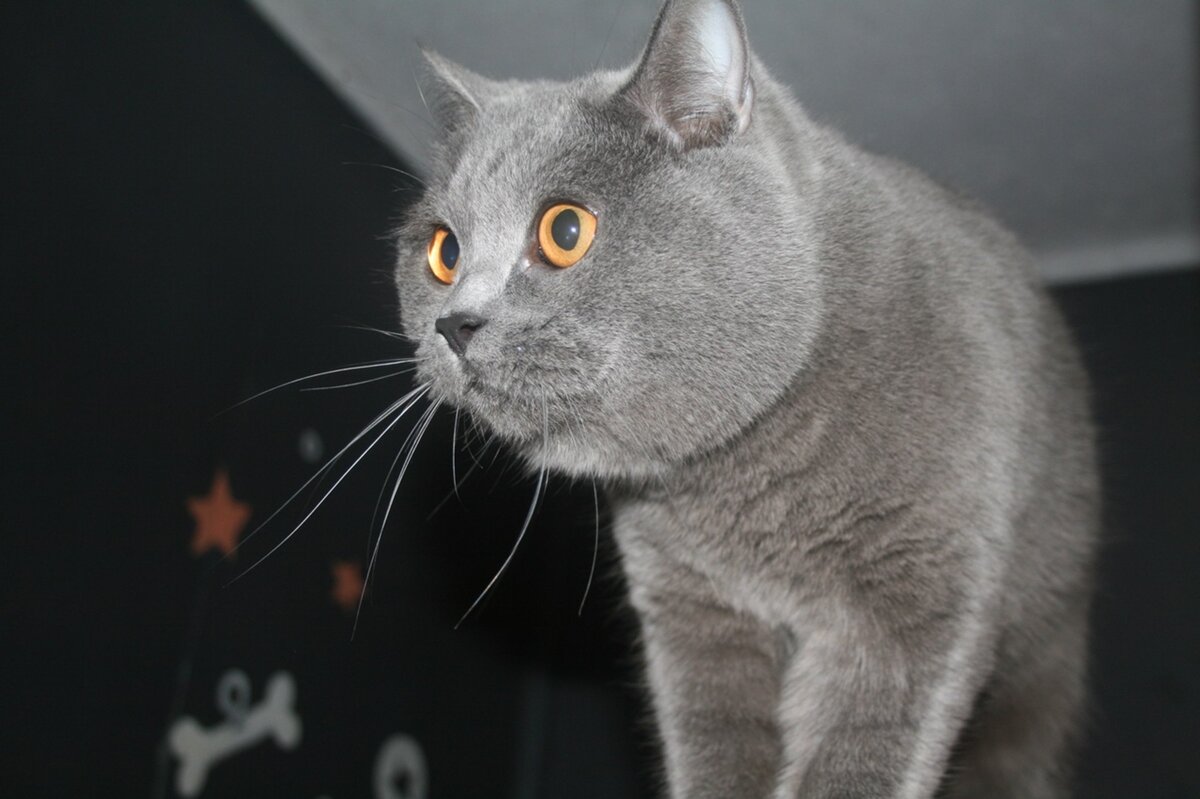 Постоялица нашей гостиницы Буся