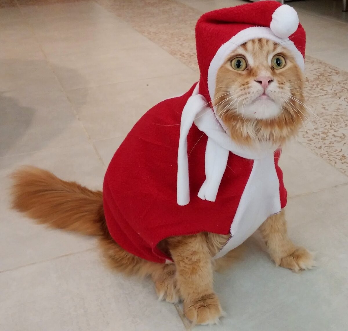 Новогодний костюм для кошки своими руками