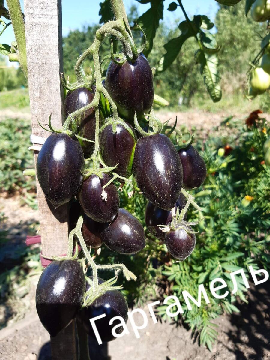 Сорт Гаргамель