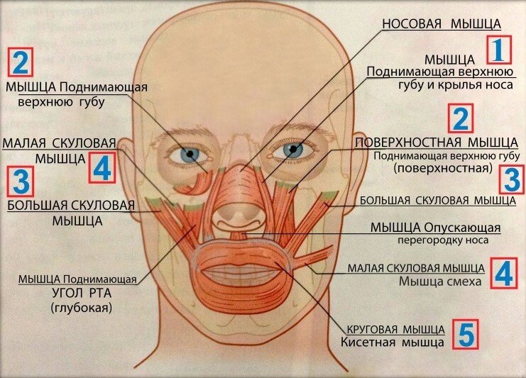 Изображения по запросу Схема мышц лица